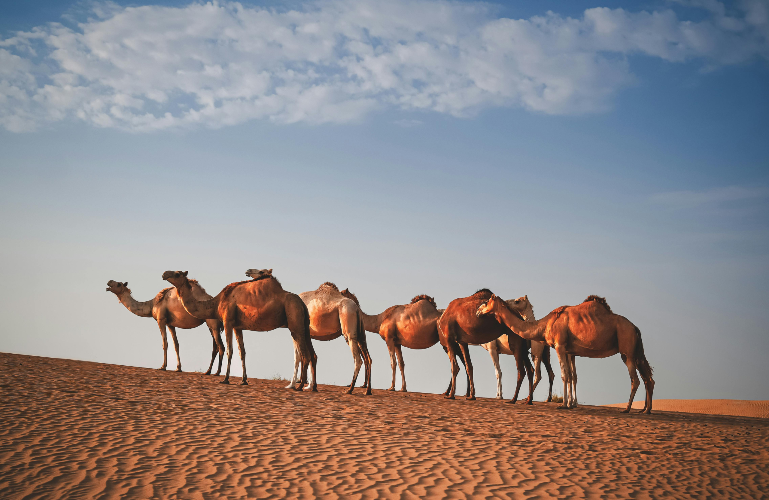 2 day desert tour from Marrakech