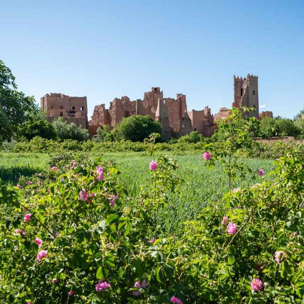 Valley of the Roses morocco